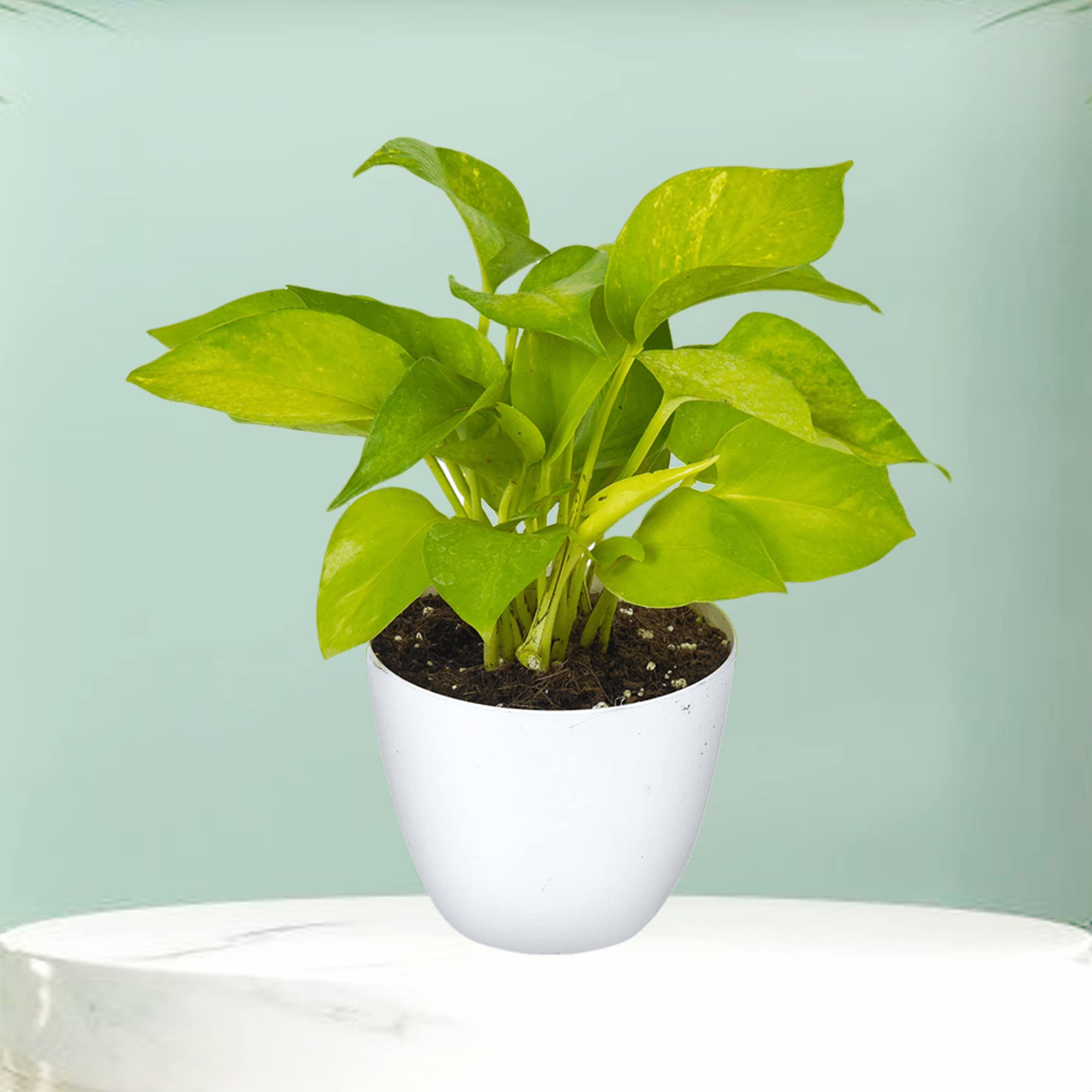 Money Plant